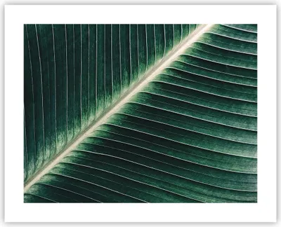 Produktbild von Poster - Poster ohne Rahmen - Grün Blatt Tropisch - 50x40 cm - Wand Bild - Wanddeko - Wandbilder - Kunstposter - Wandposter - Bilder - Kunstdruck - Wanddekoration - Wandbild - P2XAA50x40-4126