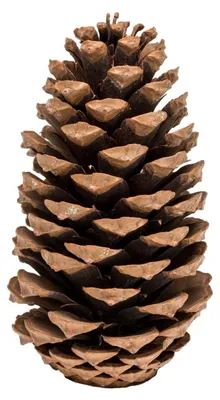 Produktbild von Kiefernzapfen einzeln 14-18 cm Pinus maritima große Tannenzapfen Deko Advent