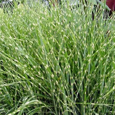 Immagine prodotto di 6 x Erba zebrina Zebrinus - Miscanthus sinensis 'Zebrinus' | Vaso 9cm x 9cm