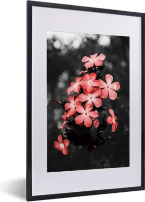 Produktbild von MuchoWow® MuchoWow® Gerahmtes Poster Blumen - Rosa - Farbe 40x60 cm - Poster mit zchwarzem Bilderrahmen - Poster in Rahmen