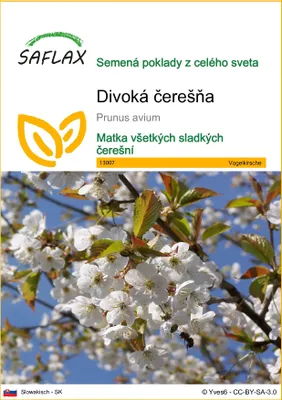 Obrázok produktu pre SAFLAX - divoká čerešňa - Prunus avium - 10 Semená