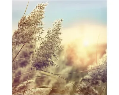 Produktbild von Glasbild Wheat In Wind II 20x20 cm