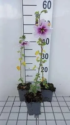 Immagine prodotto di 6 x Lavatera maritima - Malva a cespuglio - vaso 9 x 9 cm