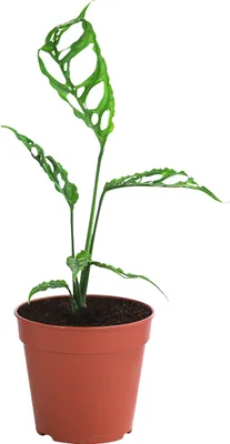 Produktbild von Dehner Fensterblatt Peru, Monstera obliqua, stark gefenstertes Blattwerk, 20 cm inkl. Pflanztopf, Ø Topf 12 cm, Zimmerpflanze