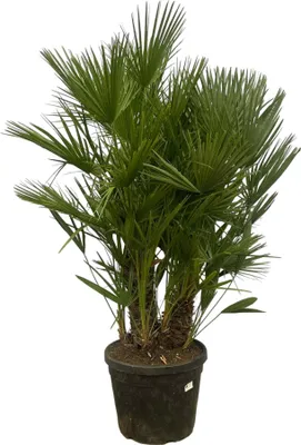Obrázek produktu pro Trendyplants - Chamaerops Humilis vícekmenná - Zakrslá palma - Zahradní rostlina - Výška 170-190 cm - Velikost květináče Ø45cm
