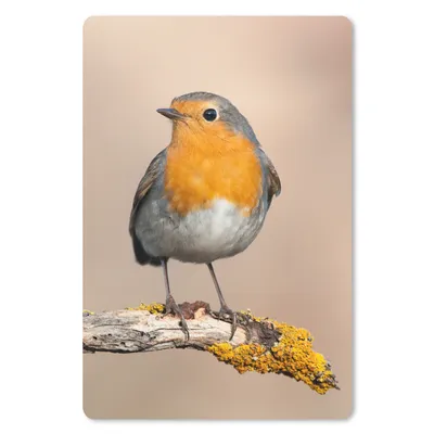 Produktbild von MuchoWow® Mauspad Mousepad Rotkehlchen - Vogel - Zweig - Tiere 40x60 cm - Mousepads - Maus Mat - Pad - Mausunterlage - Schreibtisch Accesoire