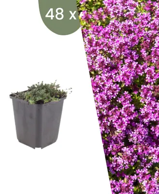 Produktbild von Plants by Frank | 48 Kriechthymian 'Coccineus' Pflanzen | Thymus Praecox 'Coccineus' | Bodendecker | Winterhart | Mehrjährig | Gartenpflanzen