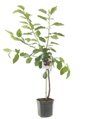 Produktbild von Süßkirsche 'Kordia' 100-120 cm | Prunus avium | Obstbaum Kirschbaum Pflanze für Garten | spät reifend & ertragreich