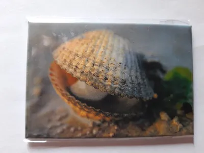 Produktbild von Magnet Muschel, 8 x 5,5 cm, Kühlschrankmagnet Tiere Muscheln Strand Urlaub