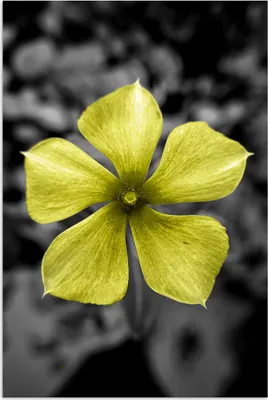 Produktbild von MuchoWow® Poster Blumen - Gelb - Schwarz - Weiß 60x90 cm - Wanddekoration
