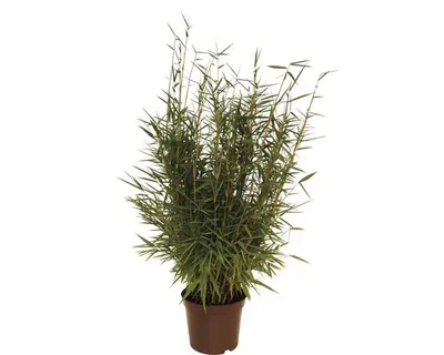 Obrázek produktu pro Bambus FloraSelf Fargesia murielae 'Jumbo' 40-60 cm květináč 5 l