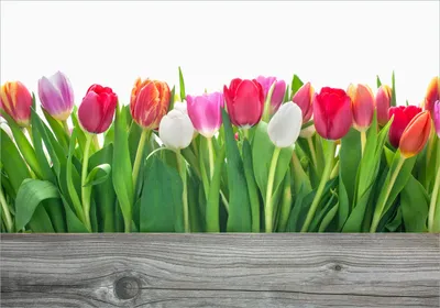 Produktbild von Wallario Poster - Rote  weiße und pinke Tulpen im Frühling, Kunstdruck Größe: 70 x 100 cm