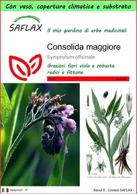 Immagine prodotto di SAFLAX Garden to go - Consolida maggiore - 15 semi - Symphytum