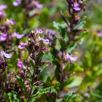 Immagine prodotto di Teucrium lucidrys: piante ideali per siepi e giardini rocciosi