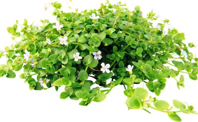 Produktbild von Australisches Fettblatt - Bacopa australis