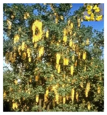 Produktbild von Veredelter Goldregen Vossii - Laburnum watereri 80-100cm
