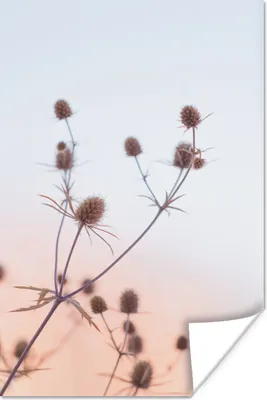 Produktbild von MuchoWow® Poster Getrocknete Blumen - Pastell - Himmel 60x90 cm - Wanddekoration