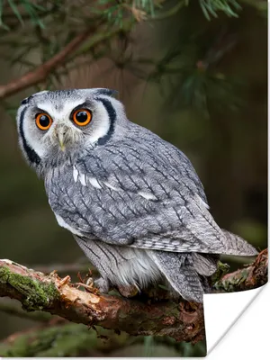 Produktbild von MuchoWow® Poster Eule - Vogel - Äste - Natur 30x40 cm - Wandplakat - Poster Kinderzimmer