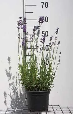 Obrázek produktu pro Lavandula ang. 'Munstead' - Levandule - Kontejner 2 litry