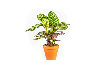 Obrázok produktu pre Gardners Calathea makoyana, priemer 12 cm