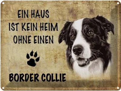 Produktbild von vianmo Blechschild 30x40 cm Border Collie Hund