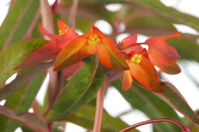 Produktbild von Euphorbia griffithii 'Fireglow', Wolfsmilch, orange-rot, ca. 11x11 cm Topf