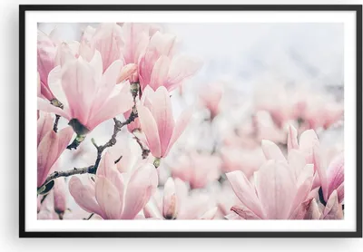 Produktbild von Gerahmtes Poster - Schwarzer Rahmen - Magnolie Blumen Rosa - 91,5x61 cm - Wand Bild - Wanddeko - Wandbilder - Kunstposter - Wandposter - Bilderrahmen - Bilder - Kunstdruck - P2BAA91x61-4396