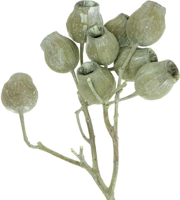 Produktbild von Bellgum Zweig Grün gefrostet 5cm-7cm Dekozweige Natur Myrte Floristik Streudeko 20 Stück