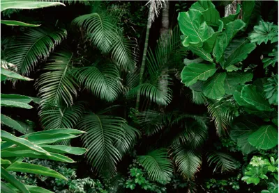 Produktbild von Vlies Fototapete Wald Grüne Blätter Dschungel 3D Effekt (368x254 cm - inkl. kleister) Tapete Wohnzimmer Schlafzimmer Modern Fototapeten Wandtapete Motivtapeten XXL Vliestapete UV-Beständig Montagefertig