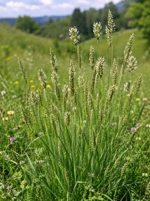 Produktbild von SaatPilot Anthoxanthum odoratum 2500 Samen Gewöhnliches Ruchgras