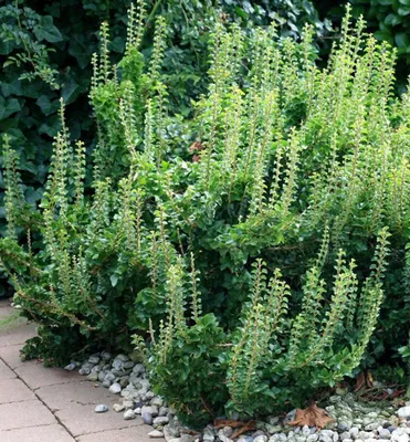 Produktbild von Efeu ´ERECTA´ 30-40 cm, Cont. 2,5 l