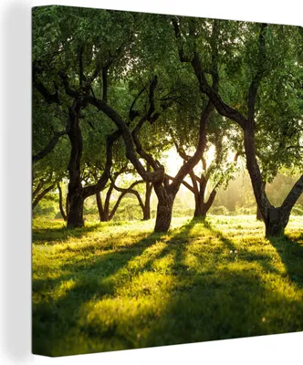 Produktbild von MuchoWow® - Leinwandbilder - Bäume - Natur - Sonne, Wandbild, Wanddeko Bilder Wohnzimmer, 50x50 cm