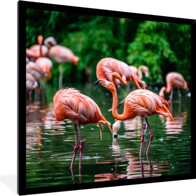 Produktbild von MuchoWow® Gerahmtes Poster Flamingo - Tropisch - Vogel - Wasser - Rosa 40x40 cm - Poster mit Schwarzem Bilderrahmen Wandposter Rahmen Foto Bilder - Mit Rahmen - Wanddekoration Schlafzimmer