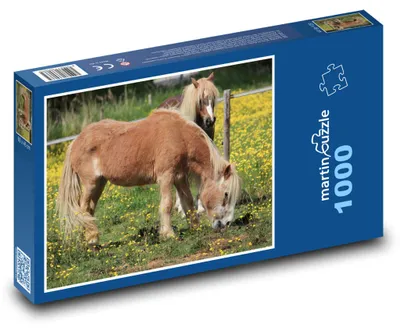 Obrázek produktu pro martinpuzzle - Puzzle 1000 - Koně - poník