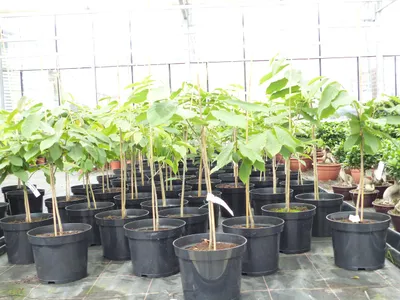 Produktbild von Indianerbanane 100 cm Asimina triloba Sunflower Papau Pawpaw, winterhart