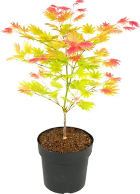 Produktbild von Japanischer Ahorn - Acer palmatum 'Moonrise' - Höhe 40-50cm - ⌀19cm