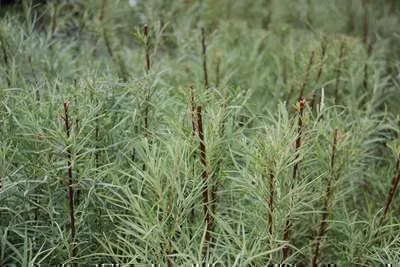 Obrázek produktu pro Salix el. 'Angustifolia' ('rosmarinifolia') - Vrbina úzkolistá 30- 40 cm - Kontejnerová