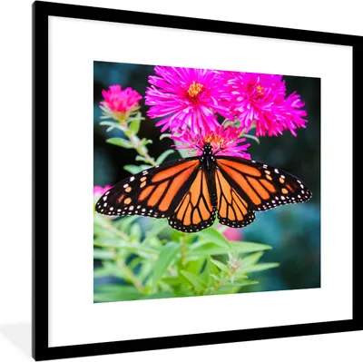 Produktbild von MuchoWow® Gerahmtes Poster Schmetterling - Botanisch - Blume 40x40 cm - Poster mit Schwarzem Bilderrahmen Wandposter Rahmen Foto Bilder - Poster - Plakat im Rahmen