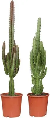 Obrázek produktu pro Euphorbia zelená a červená – pryšec, pokojová rostlina, 2 kusy, Ø 17 cm, výška 75 cm, nenáročná na péči