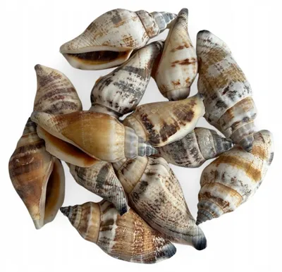 Produktbild von Aquarium Deko Muschel M5 100 g Naturdekoration für Aquarium, 3-6 cm, für Pyszczaki, Cichliden, Welse und Zierfische