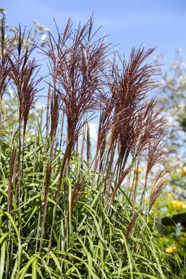 Produktbild von Miscanthus sinensis 'Ghana', Chinaschilf, ca. 11x11 cm Topf