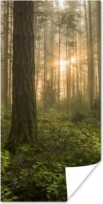 Produktbild von MuchoWow® Poster Wald - Sonne - Licht 20x40 cm - Plakat - Foto