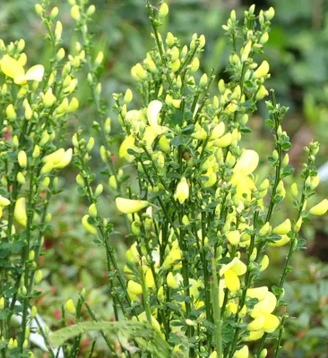 Image de Cytisus scoparius 'Luna' Besenginster gelb 60 - 80 cm