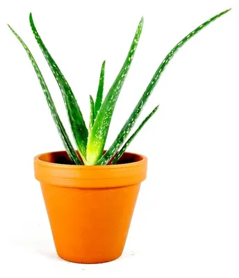 Obrázok produktu pre Gardners Aloe Vera, priemer 6 cm