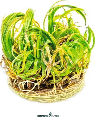 Produktbild von Japanisches Federkraut - Blyxa japonica In-Vitro