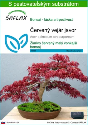 Produktbild von SAFLAX - Červený vejár javor - Acer palmatum atropurpureum - 20 Semená - S pestovateľským substrátom bez klíčkov