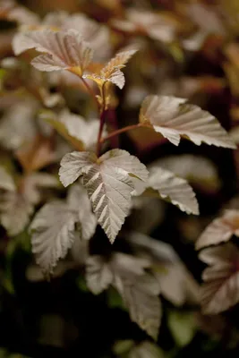 Produktbild von Physocarpus opulifolius 'Lady in Red', Fasanenspiere, rotlaubig, 60–80 cm