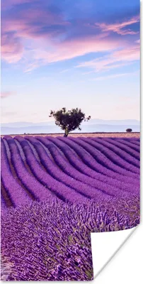 Produktbild von MuchoWow® Poster Lavendel - Natur - Lila - Bäume - Blumen 20x40 cm - Plakat - Foto
