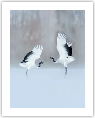 Produktbild von Poster - Poster ohne Rahmen - Kraniche kämpfen tanzen - 40x50 cm - Wand Bild - Wanddeko - Wandbilder - Kunstposter - Wandposter - Bilder - Kunstdruck - Wanddekoration - Wandbild - P2XPA40x50-4497