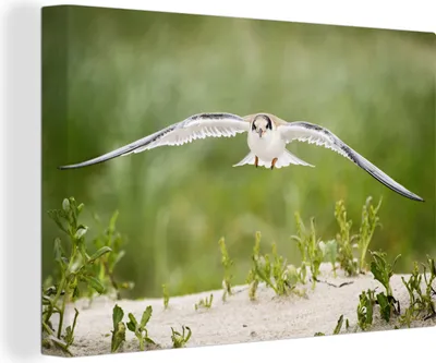 Obrázok produktu pre OneMillionCanvasses® - Obrazy na plátne - 140x90 cm, Vták - Piesok - Rastliny, Nástenné umenie Tlač Dekorácie na stenu - Fotografia na plátne - Maľba na drevenom ráme
